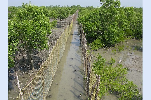 Viaggio in India 2008 - Sunderbans